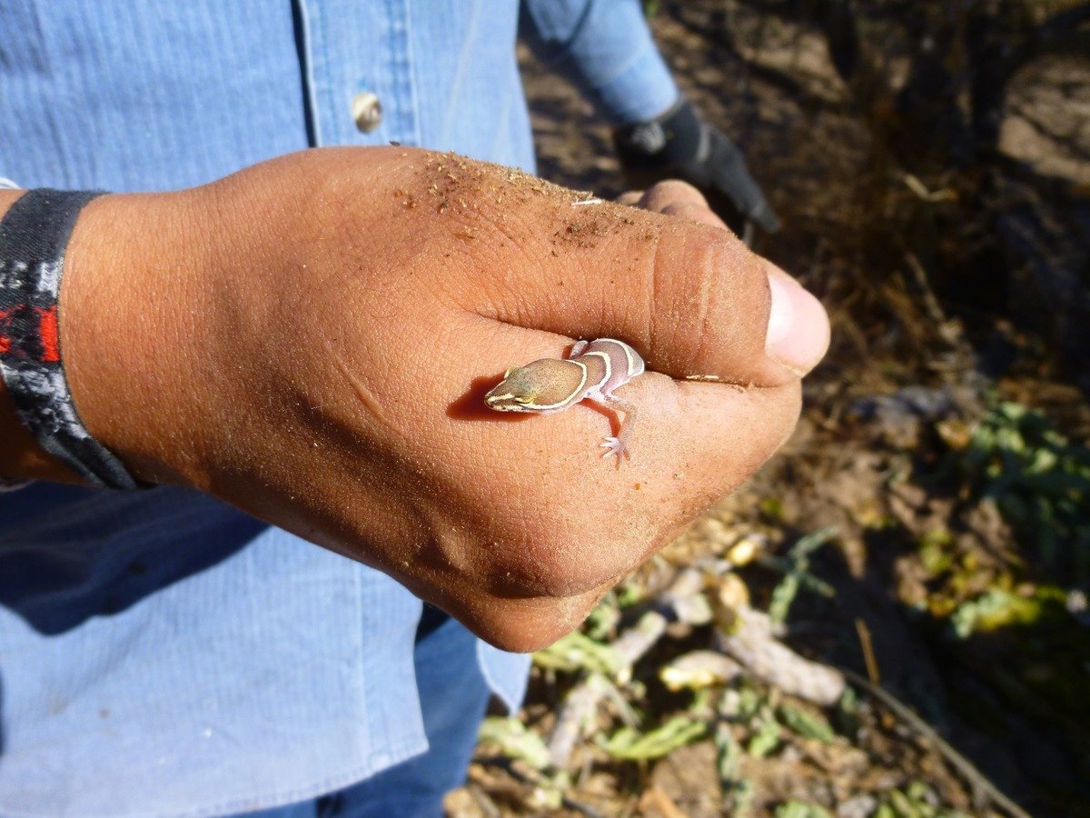 Imagen de Rescate y reubicación de flora y fauna